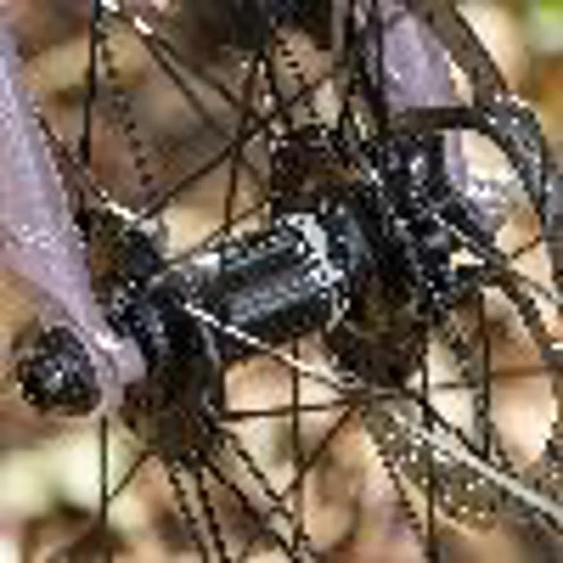 Halo Drove 700c Wheel-6